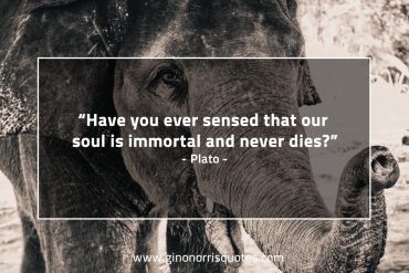 Have you ever sensed that our soul PlatoQuotes