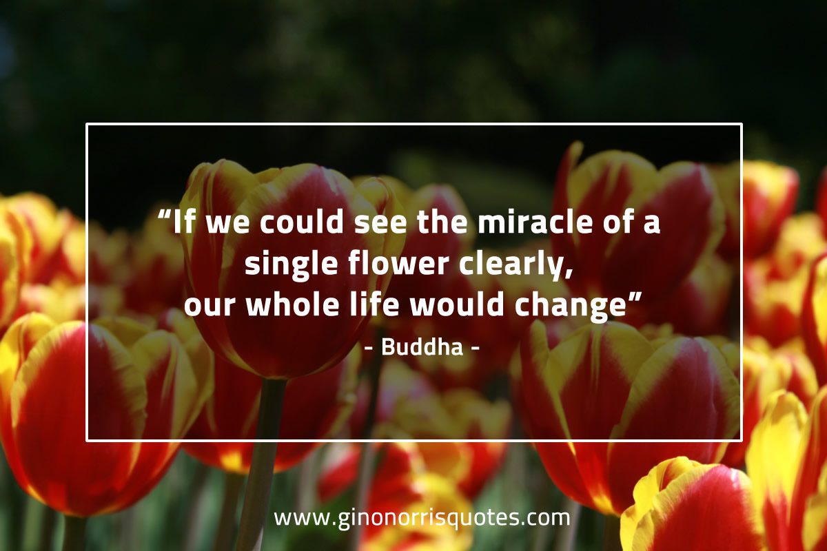 If we could see the miracle BuddhaQuotes