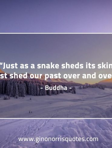 Just as a snake BuddhaQuotes