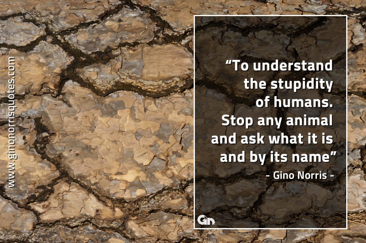 To  understand the stupidity of humans GinoNorrisQuotes
