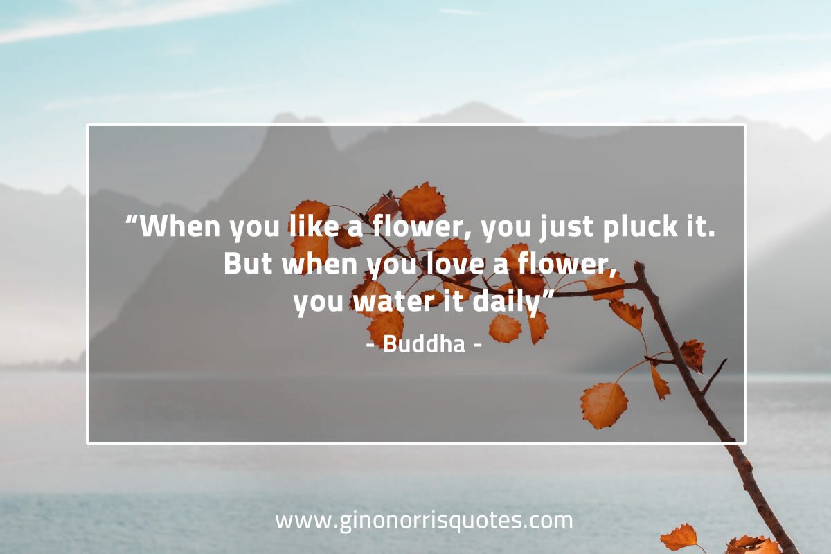 When you like a flower BuddhaQuotes